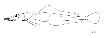 Image of Bathydraco macrolepis 