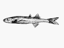 Image of Basilichthys microlepidotus 