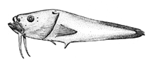 Image of Bathylutichthys taranetzi 