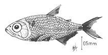 Image of Bryconamericus ichoensis 