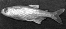 Image of Bryconamericus macrophthalmus 