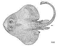 Image of Breviraja mouldi (Blacknose skate)