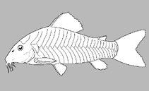 Image of Corydoras pavanelliae 