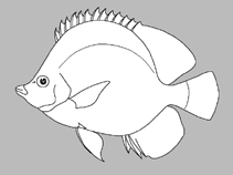 Image of Roa rumsfeldi (Deep-blackfin butterflyfish)