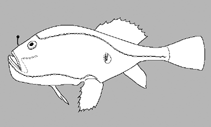 Image of Chaunacops coloratus 