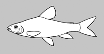 Image of Caenotropus mestomorgmatos 