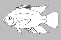 Image of Crenicichla phaiospilus 