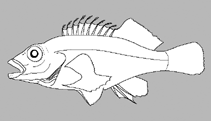 Image of Paracirrhites bicolor 