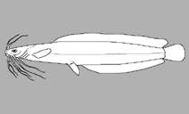 Image of Clarias macromystax 