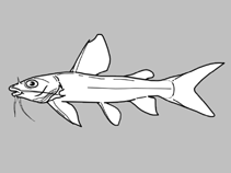 Image of Chrysichthys bocagii 