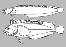 Image of Ophiclinus gabrieli (Frosted snake blenny)