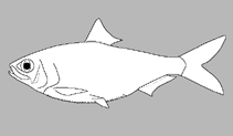 Image of Clupea manulensis 