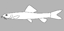 Image of Lepidocephalichthys barbatuloides 