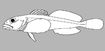 Image of Cottiusculus primoricus 