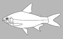 Image of Cyphocharax nigripinnis 