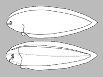 Image of Symphurus nebulosus (Freckled tonguefish)