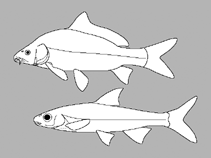 Image of Sinocyclocheilus gracilicaudatus 