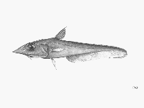 Image of Coelorinchus acanthiger (Surgeon grenadier)