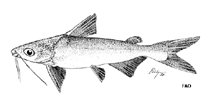 Image of Cathorops arenatus 