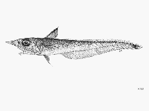 Image of Coelorinchus argentatus (Silver whiptail)