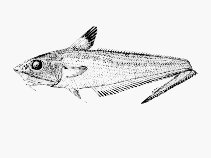 Image of Coelorinchus australis (Southern whiptail)