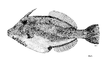 Image of Cantheschenia grandisquamis (Large-scaled leatherjacket)