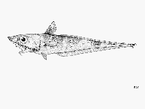 Image of Coelorinchus hexafasciatus (Six-band grenadier)