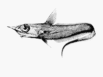 Image of Coelorinchus innotabilis (Notable whiptail)