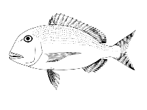 Image of Calamus mu (Flathead porgy)