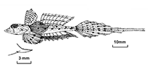 Image of Callionymus zythros (Wongat dragonet)