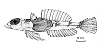 Image of Centrodraco abstractum (Abstract slope dragonet)