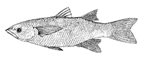 Image of Cestraeus goldiei (Goldie river mullet)