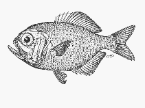 Image of Centroberyx spinosus (Short alfonsino)