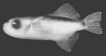 Image of Auriglobus amabilis 