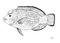 Image of Chlorurus cyanescens (Blue humphead parrotfish)