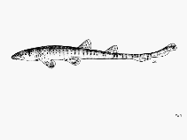 Image of Chiloscyllium indicum (Slender bambooshark)