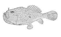 Image of Chaunax stigmaeus (Redeye gaper)