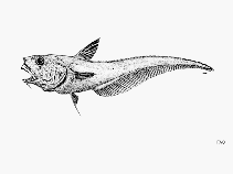 Image of Coryphaenoides bucephalus (Narrowsnout grenadier)