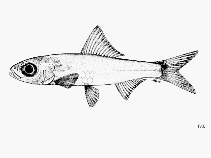 Image of Congothrissa gossei (Smoothbelly pellonuline)