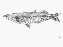 Image of Colpichthys hubbsi (Delta silverside)