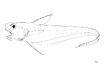 Image of Coryphaenoides mediterraneus (Mediterranean grenadier)