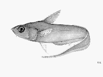 Image of Coryphaenoides nasutus (Largenose grenadier)