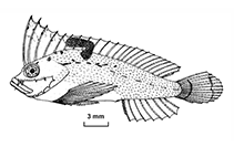 Image of Cocotropus richeri 