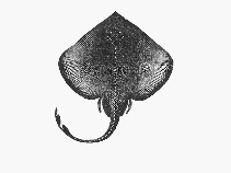 Image of Cruriraja durbanensis (Smoothnose legskate)