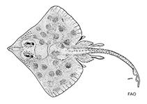 Image of Cruriraja poeyi (Cuban leg skate)