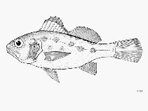 Image of Ctenosciaena peruviana (Peruvian barbel drum)