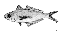 Image of Cubiceps kotlyari (Kotlyar\