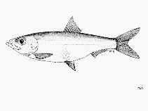 Image of Odaxothrissa ansorgii (Ansorge\