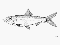 Image of Odaxothrissa mento (Nigerian fangtooth pellonuline)