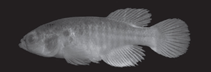 Image of Cynolebias parnaibensis 